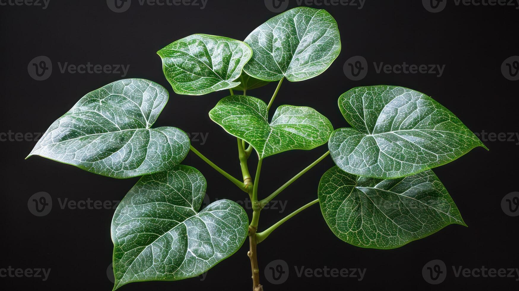Vibrant betel leaves display intricate veins under soft lighting photo