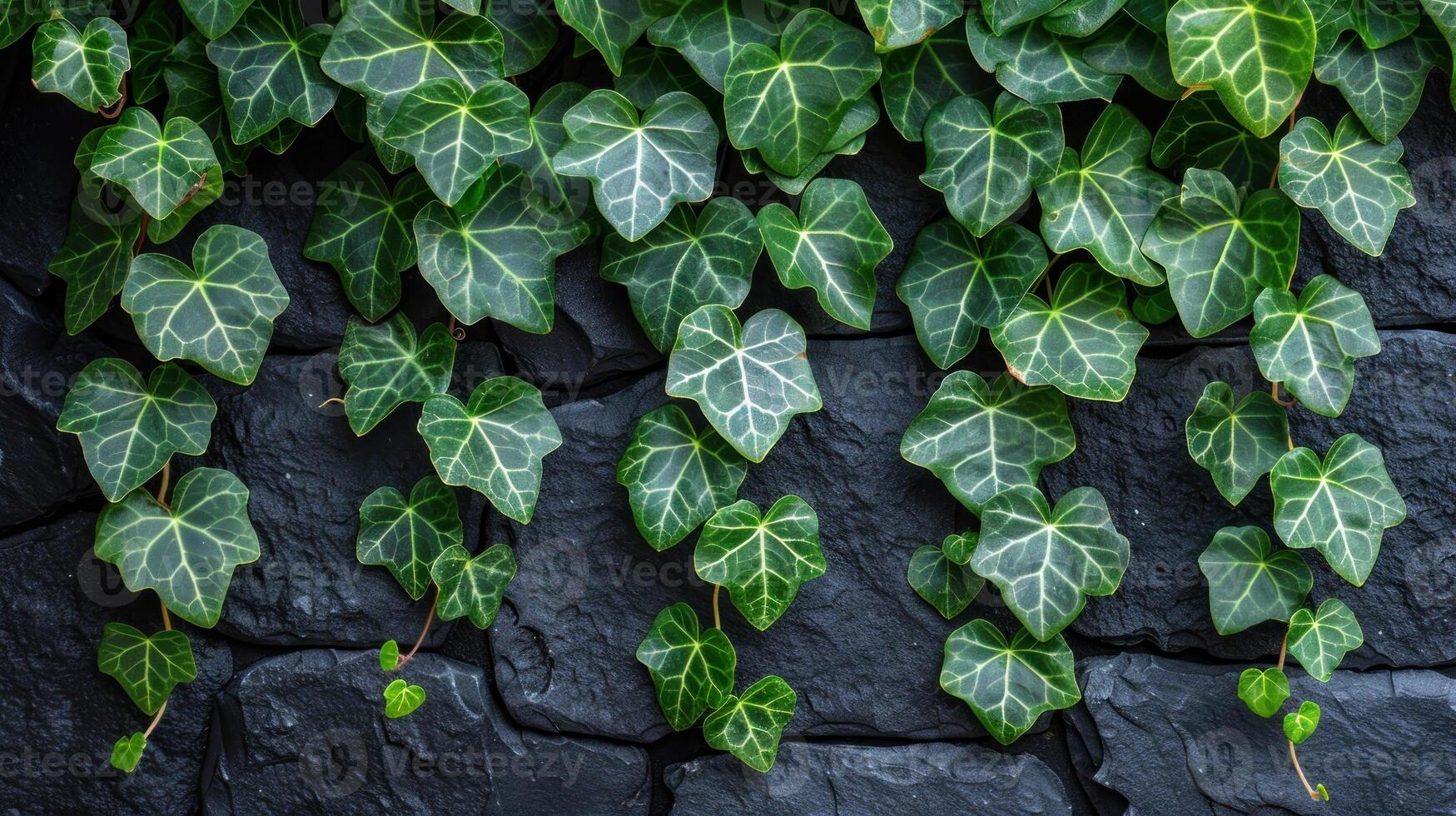 Vibrant ivy leaves cascade gracefully over a textured stone backdrop photo