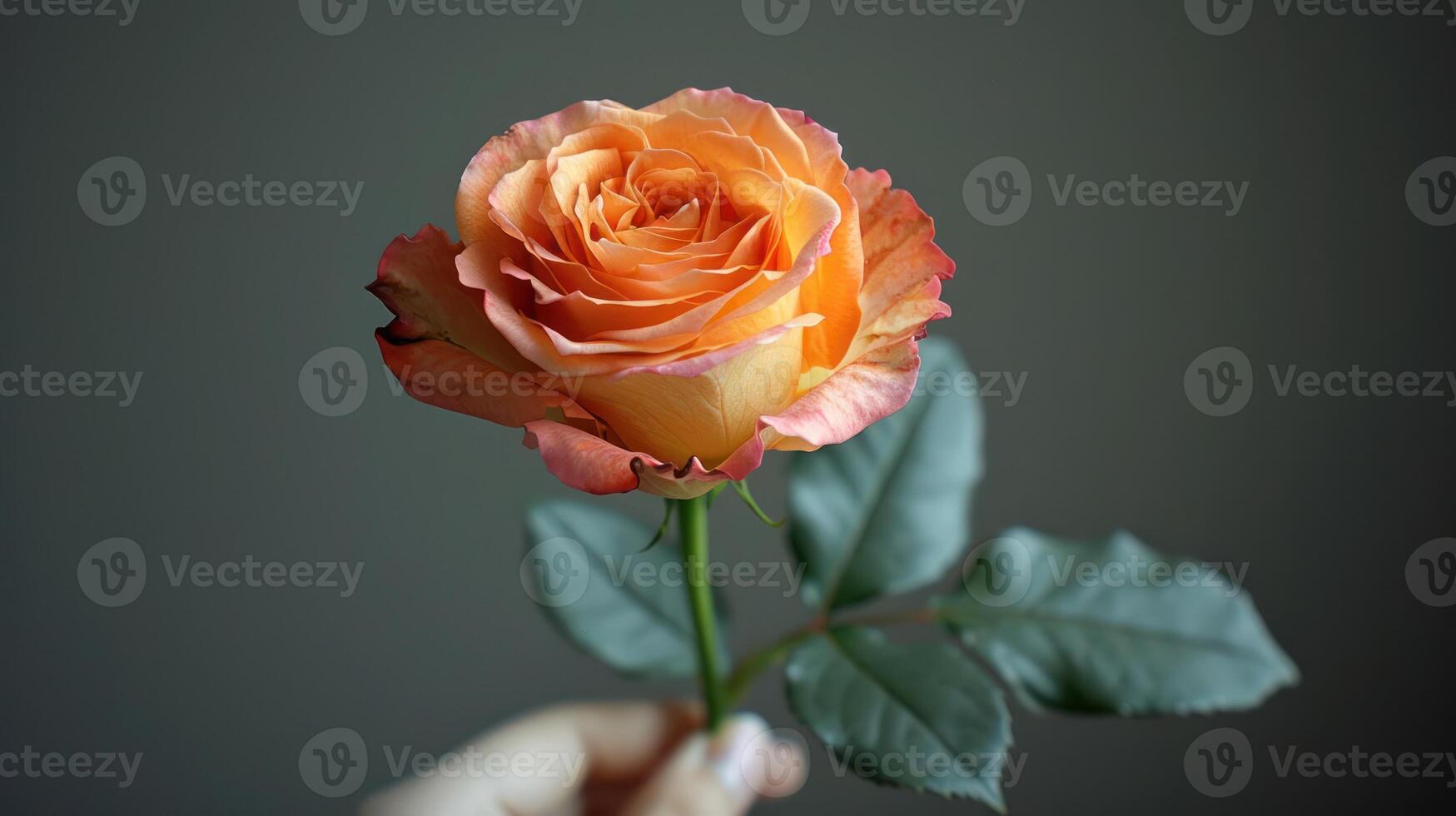 A hand holds a single peach rose against a gray backdrop photo