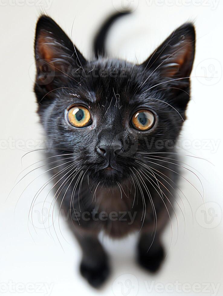 A black kitten with bright yellow eyes stares up at the camera photo