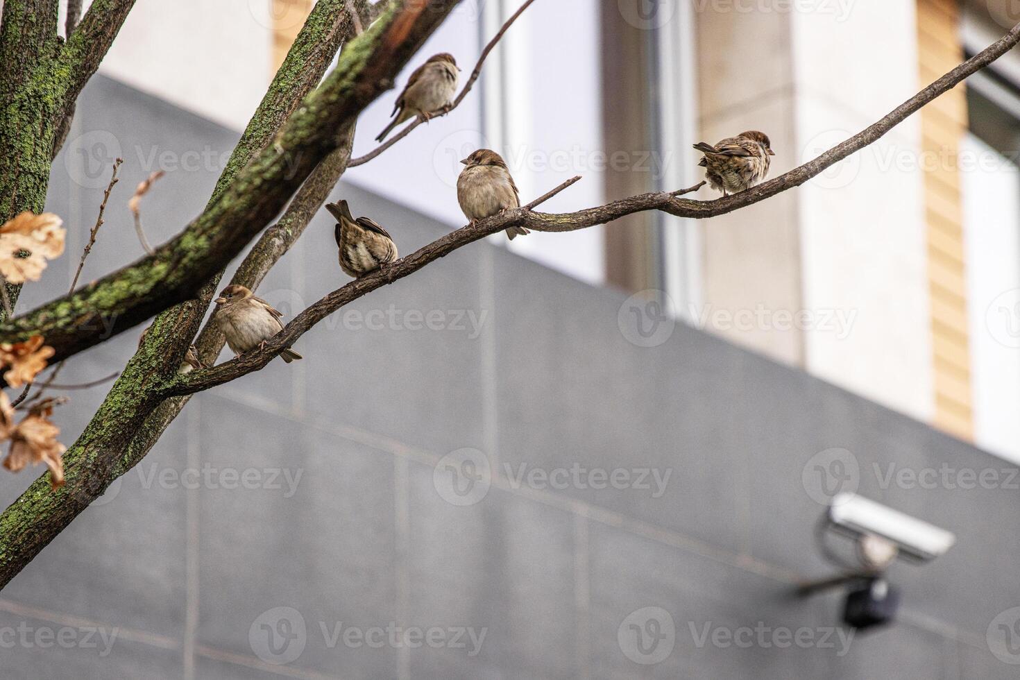 Group of sparrows perched on a bare tree branch in urban setting. Flock of city birds thriving in berlin urban environment. Wildlife during the colder season1 photo