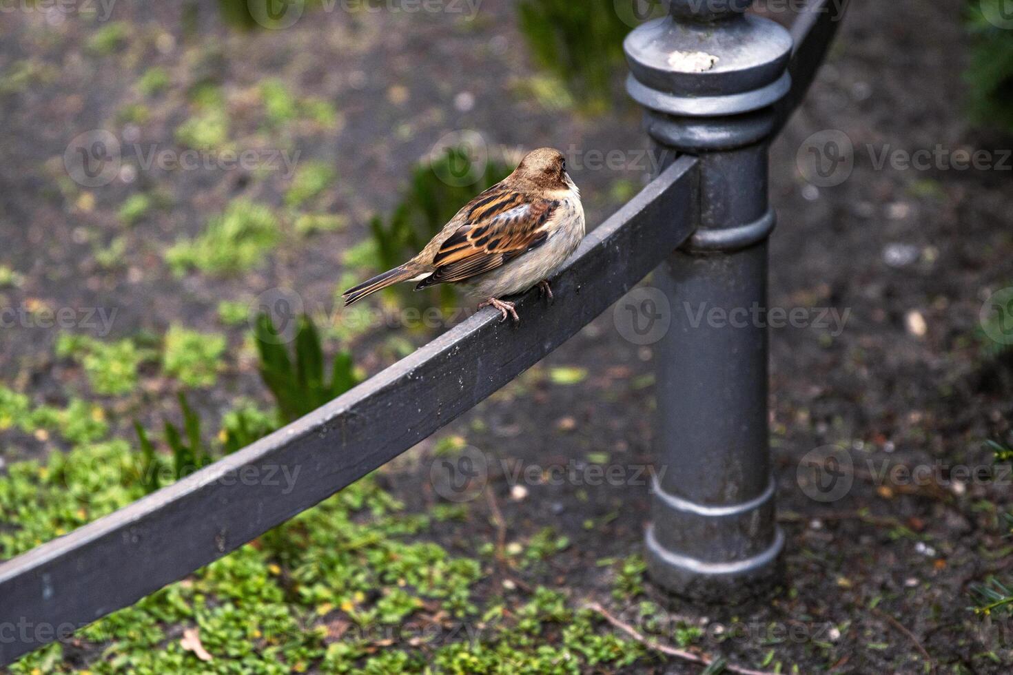 One sparrow resting in city park in Berlin, representing urban wildlife. One small bird is perched on a metal garden fence photo