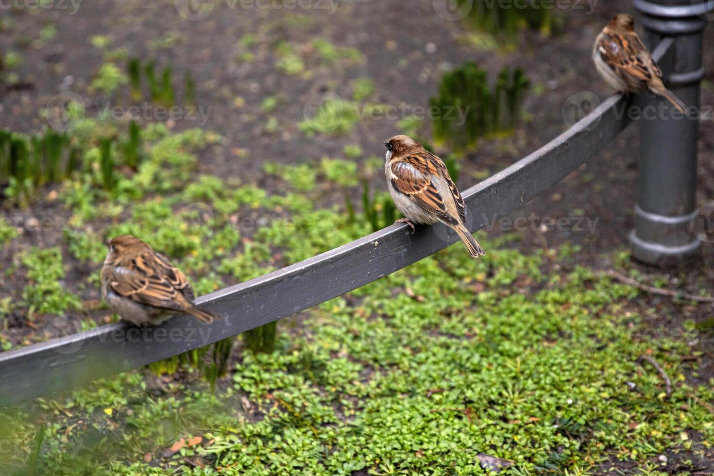 Three sparrows resting in city park in Berlin, representing urban wildlife. Three small birds are perched on a metal garden fence photo