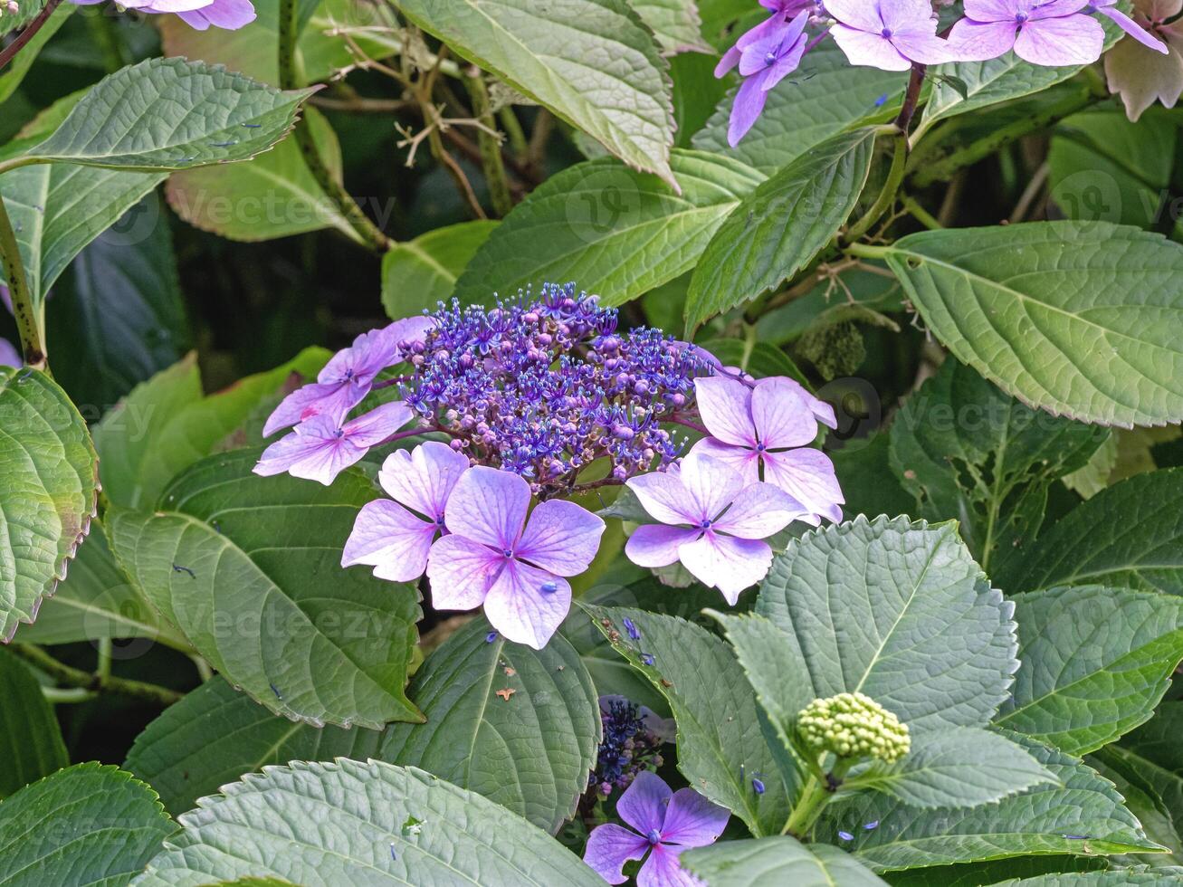 Hydrangea shrub with pink flowers and buds photo