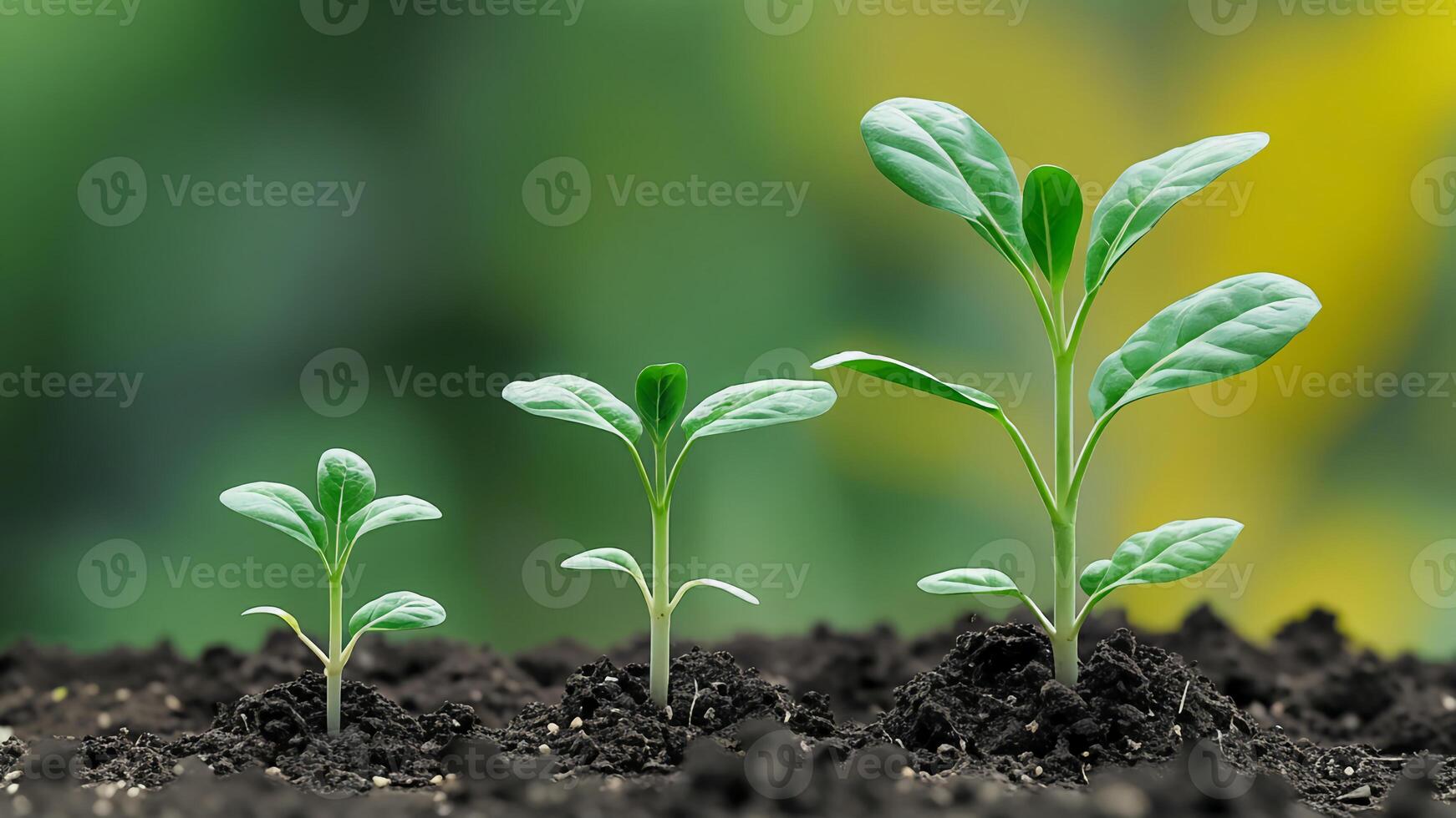 Growth of Young Plants in Fertile Soil with Blurred Green and Yellow Background photo