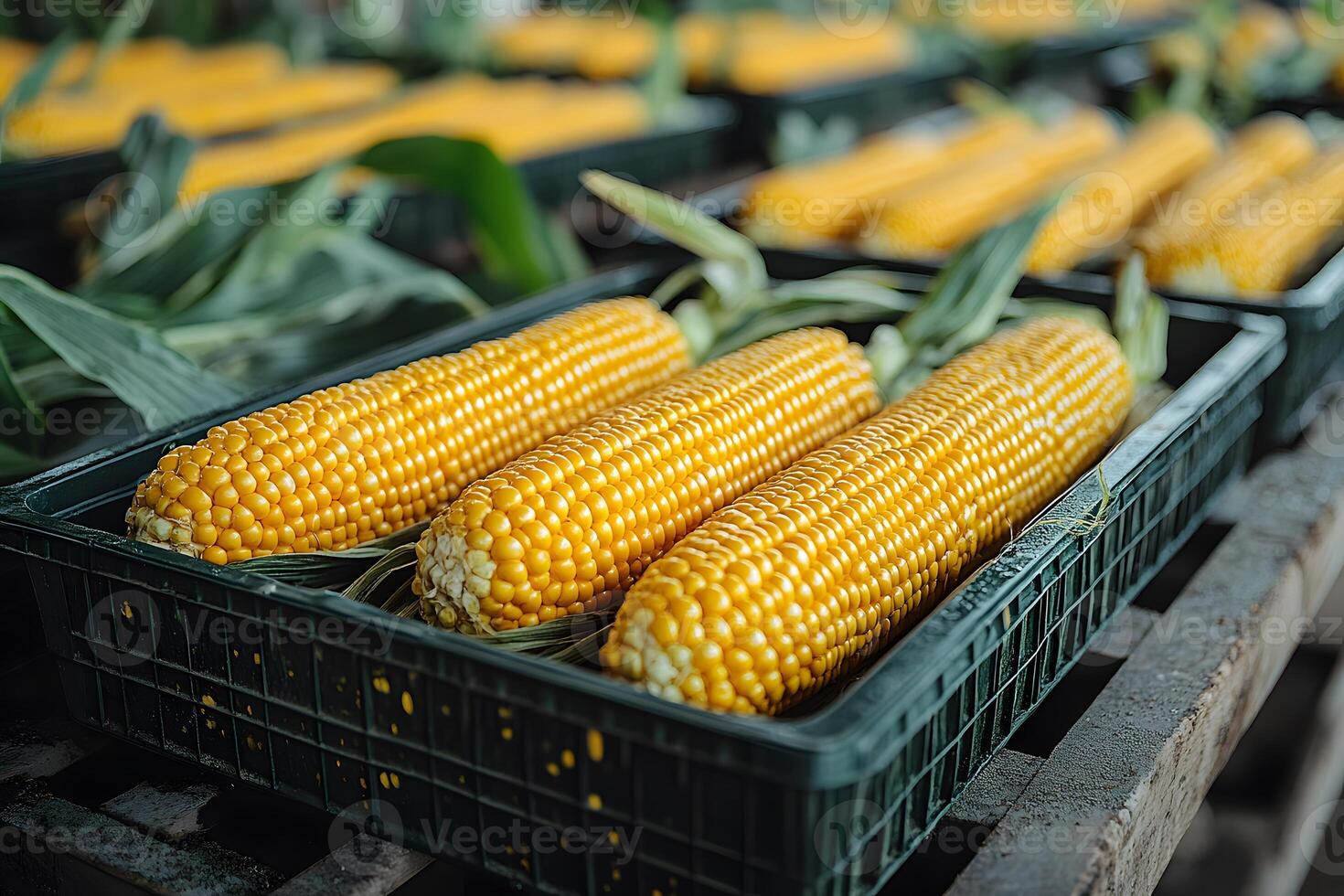Fresh Corn Harvest in Plastic Crates for Market Display and Sale photo
