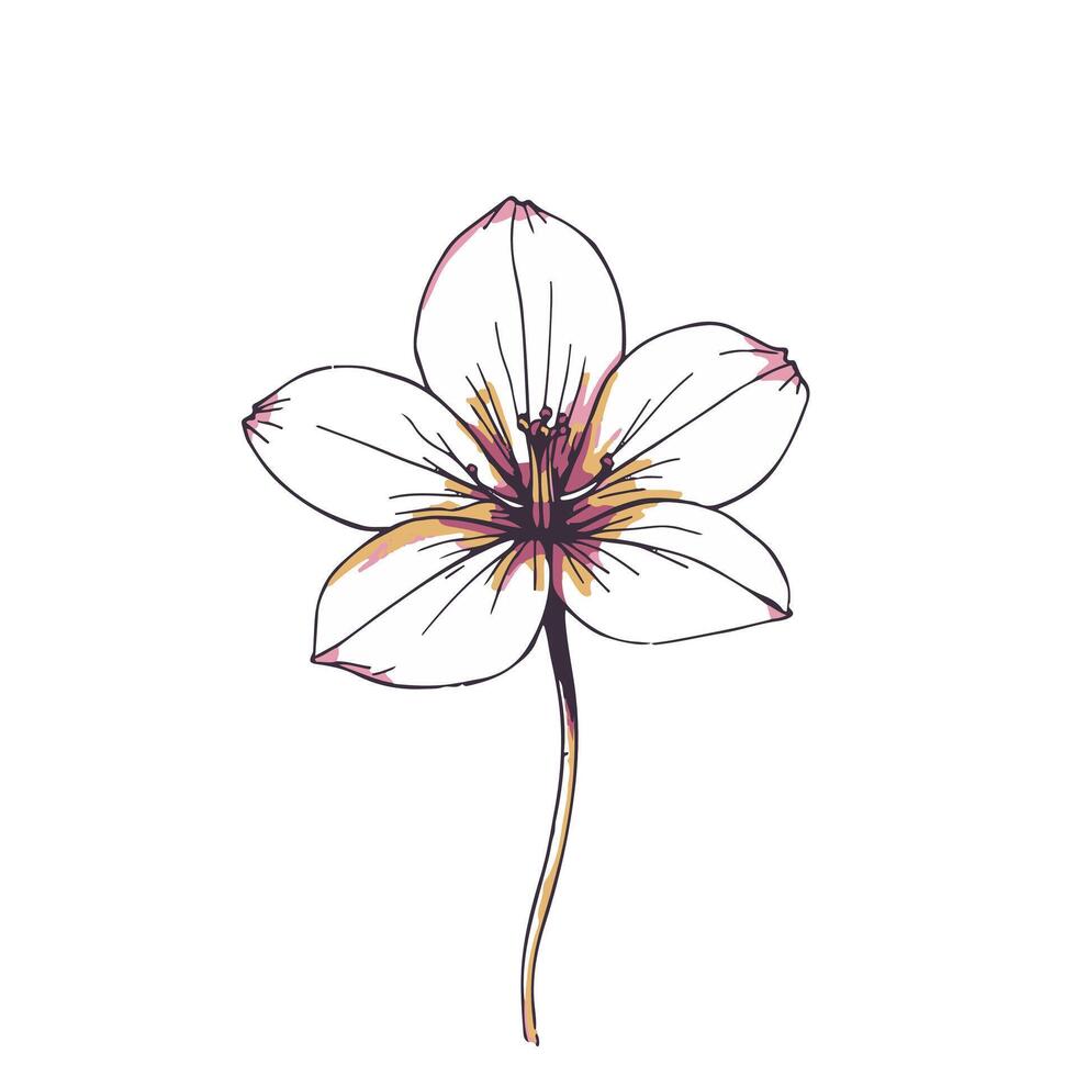A drawing of a flower on a white background vector