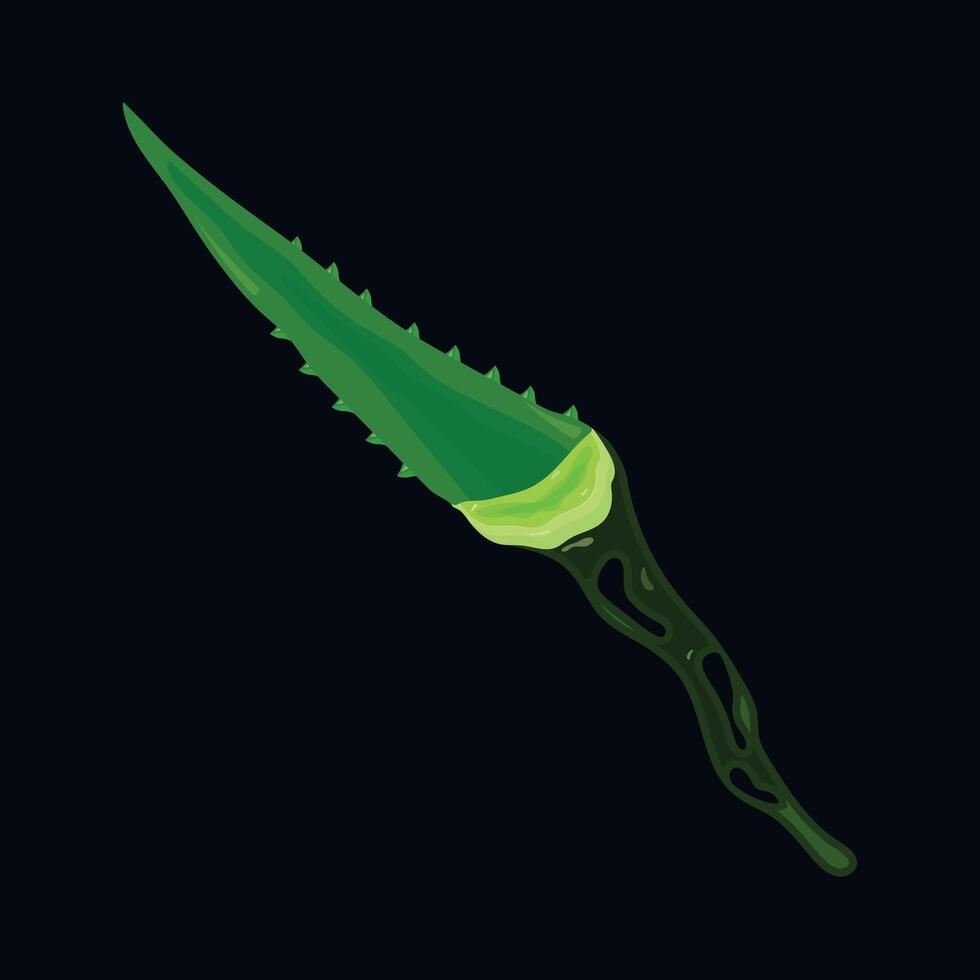 Aloe Vera Leaf with gel vector