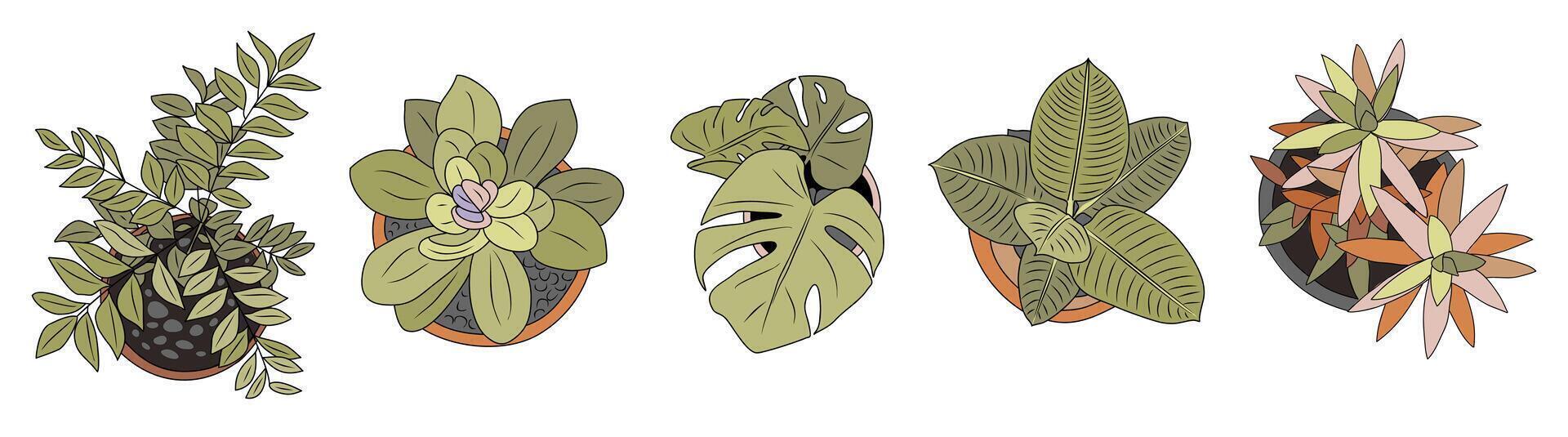 Set of different house plants top view. Potted flowers colorful icons for landscape, architectural, interior design vector