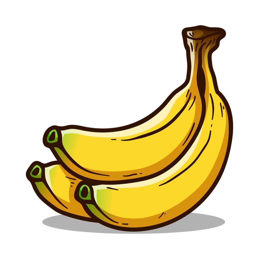 three bananas isolated colored drawing line art style sketch classic vintage design illustration vector