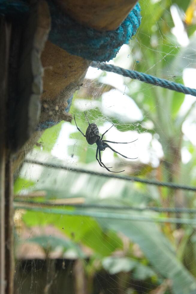 A Spider in a dirty backyard photo