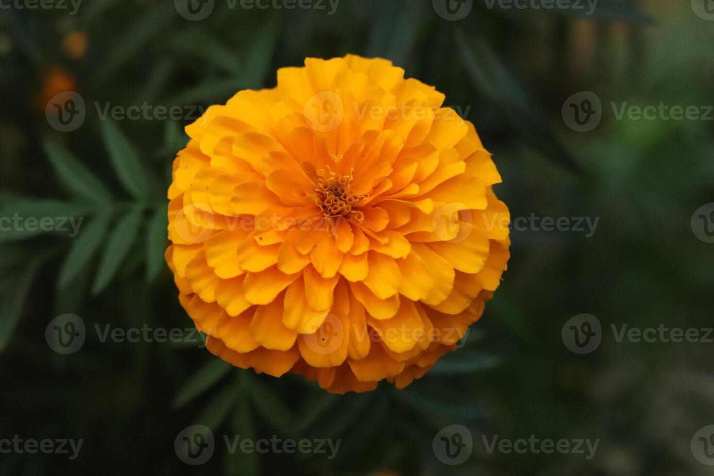 Yellow Marigold Plants photo