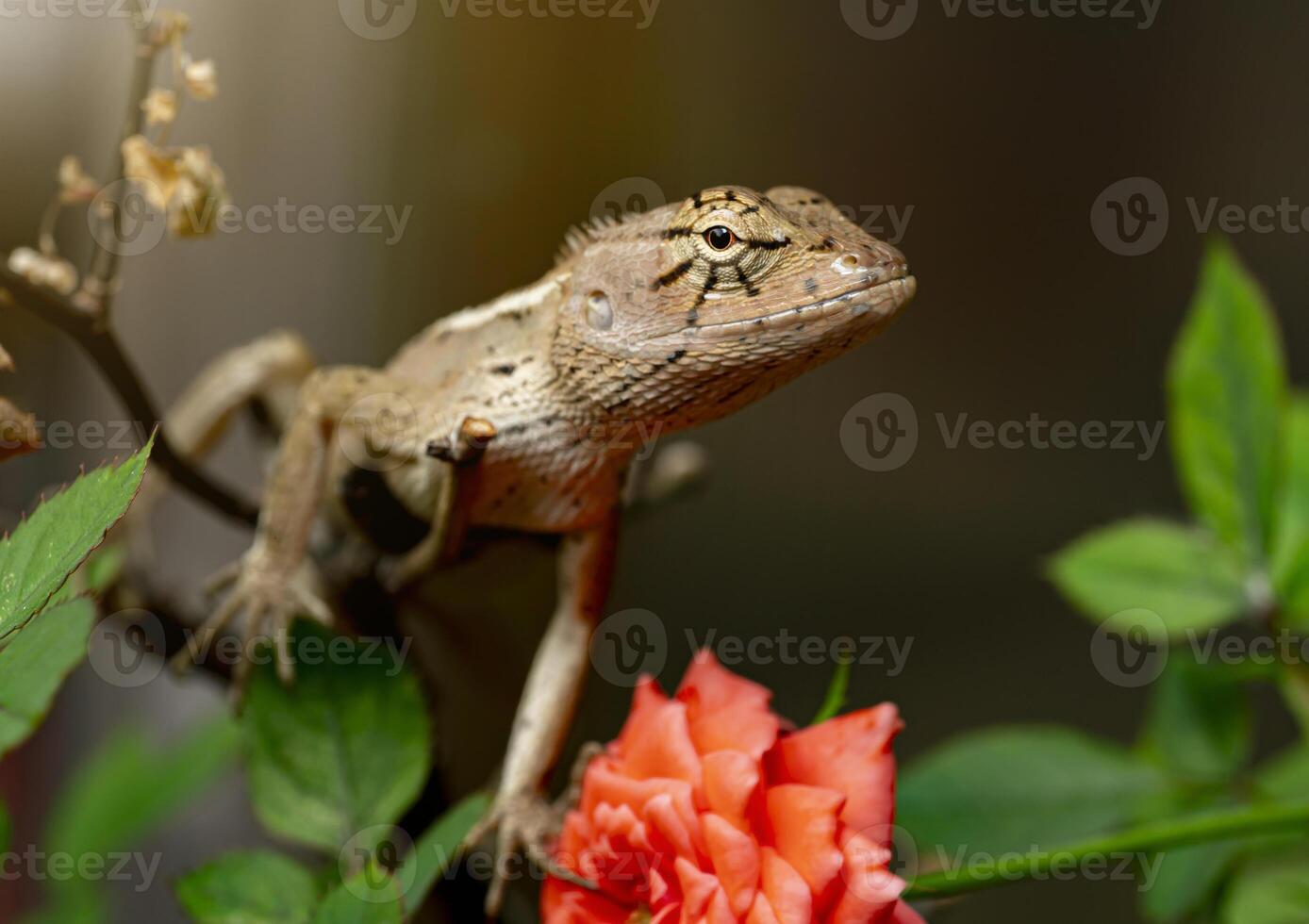 Lizards or chameleons, in nature, perched on branches, hanging up. Reptiles on trees during the day. photo