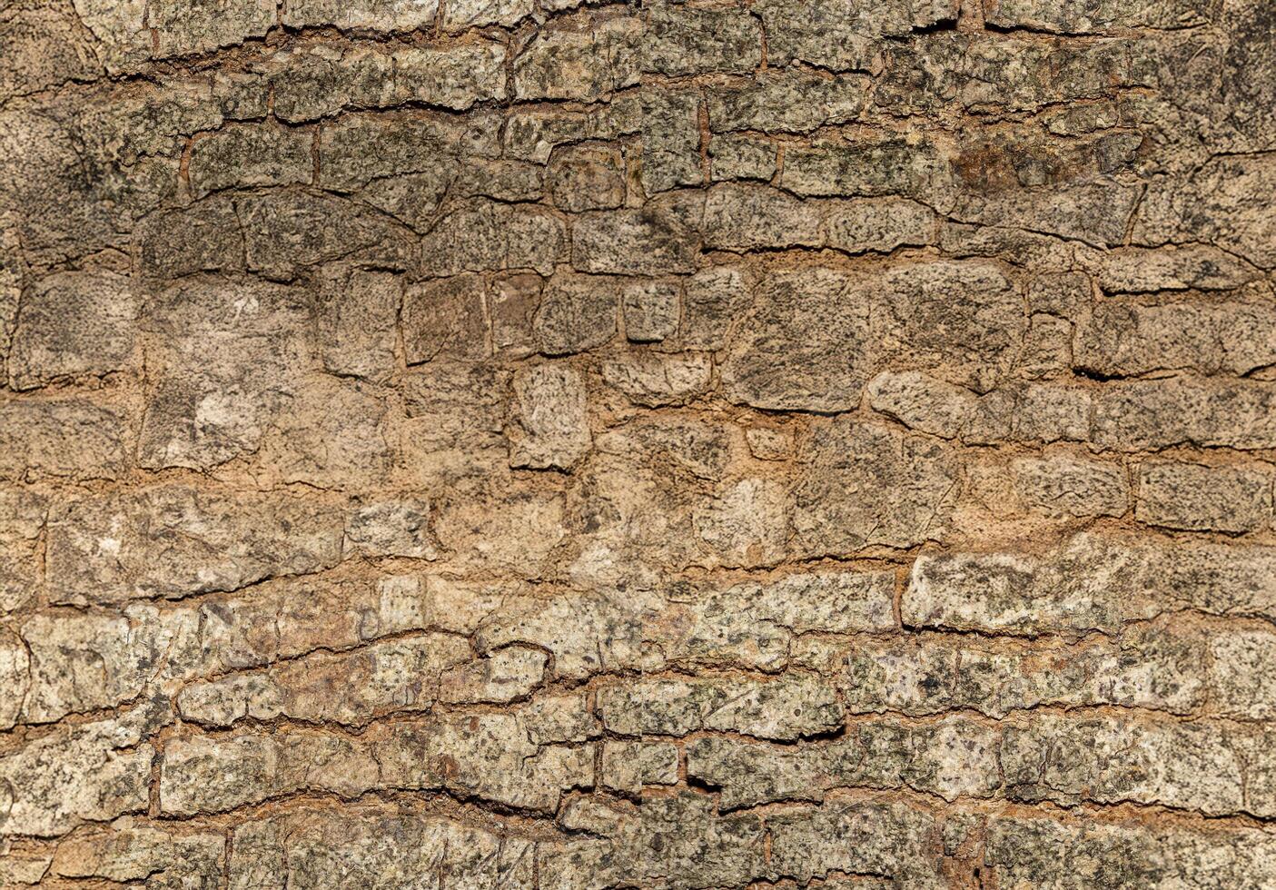 Bark from a large tree trunk. Woodgrain pattern For use in making wallpaper or background. Seamless pattern photo