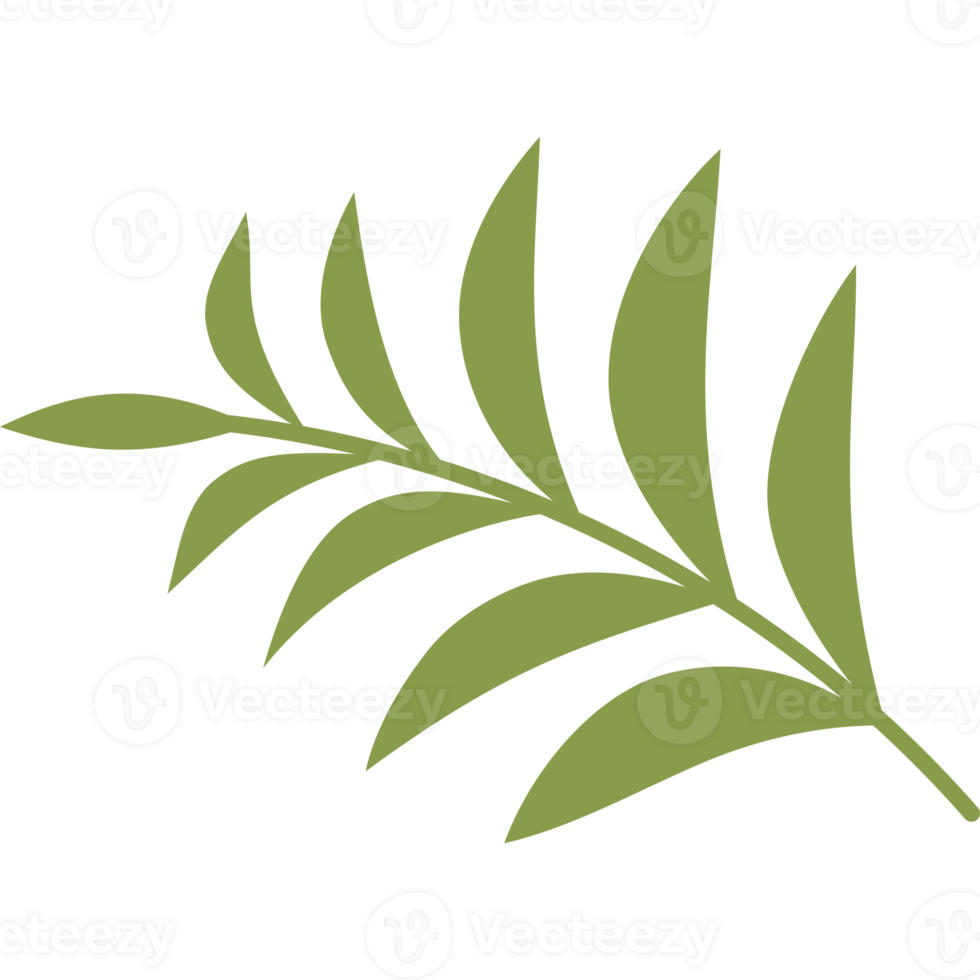 Green branch with leaves. hand drawn botanical plant png