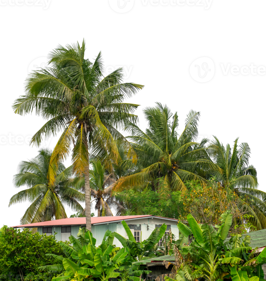 Coconut palm trees isolated on transparent background, high resolution png