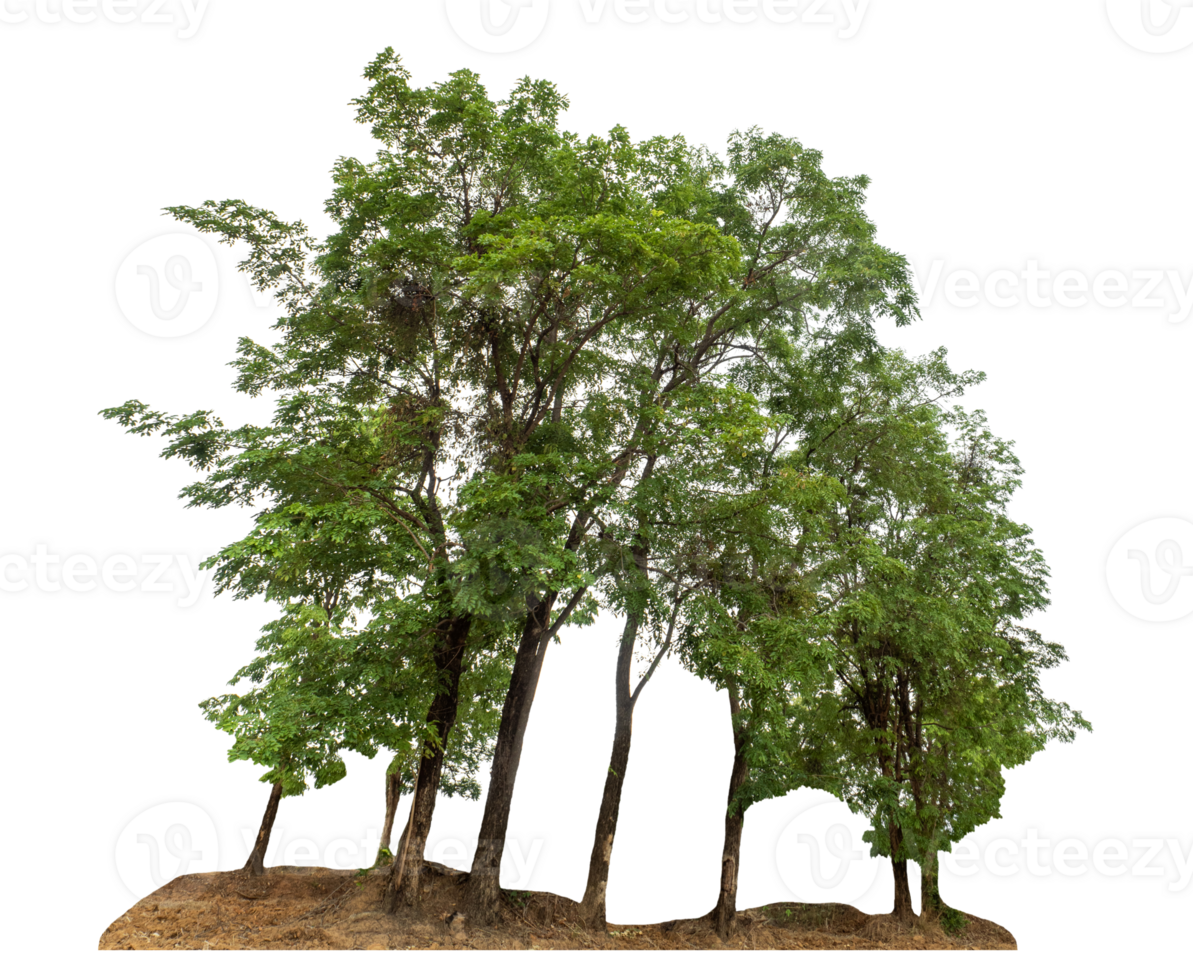 Group of trees isolated on transparent background tropical trees high resolution. png