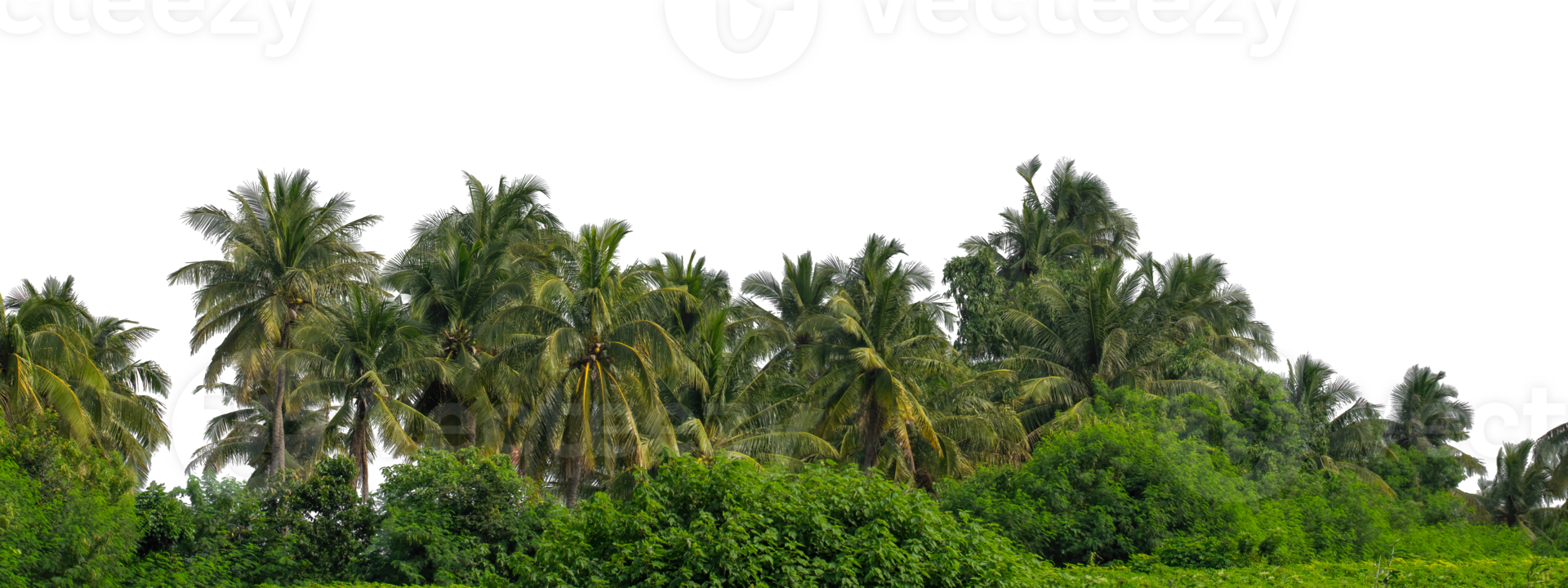 Coconut palm trees isolated on transparent background, tropical trees , high resolution. png