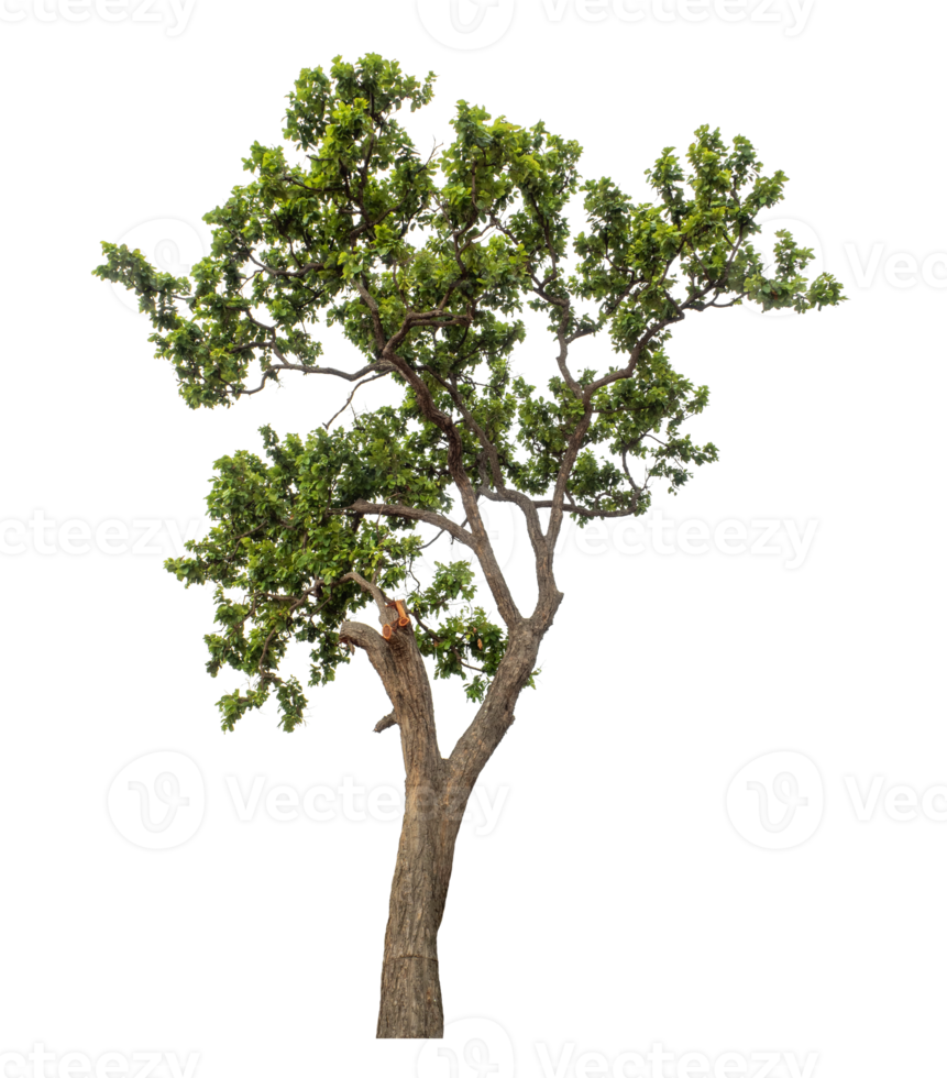 Isolated single tree with clipping path and alpha channel on a transparent picture background png
