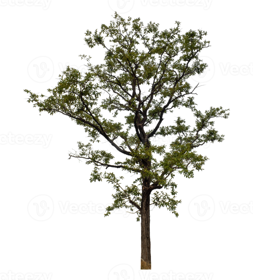 Tree on transparent background, real tree green leaf, high resolution png