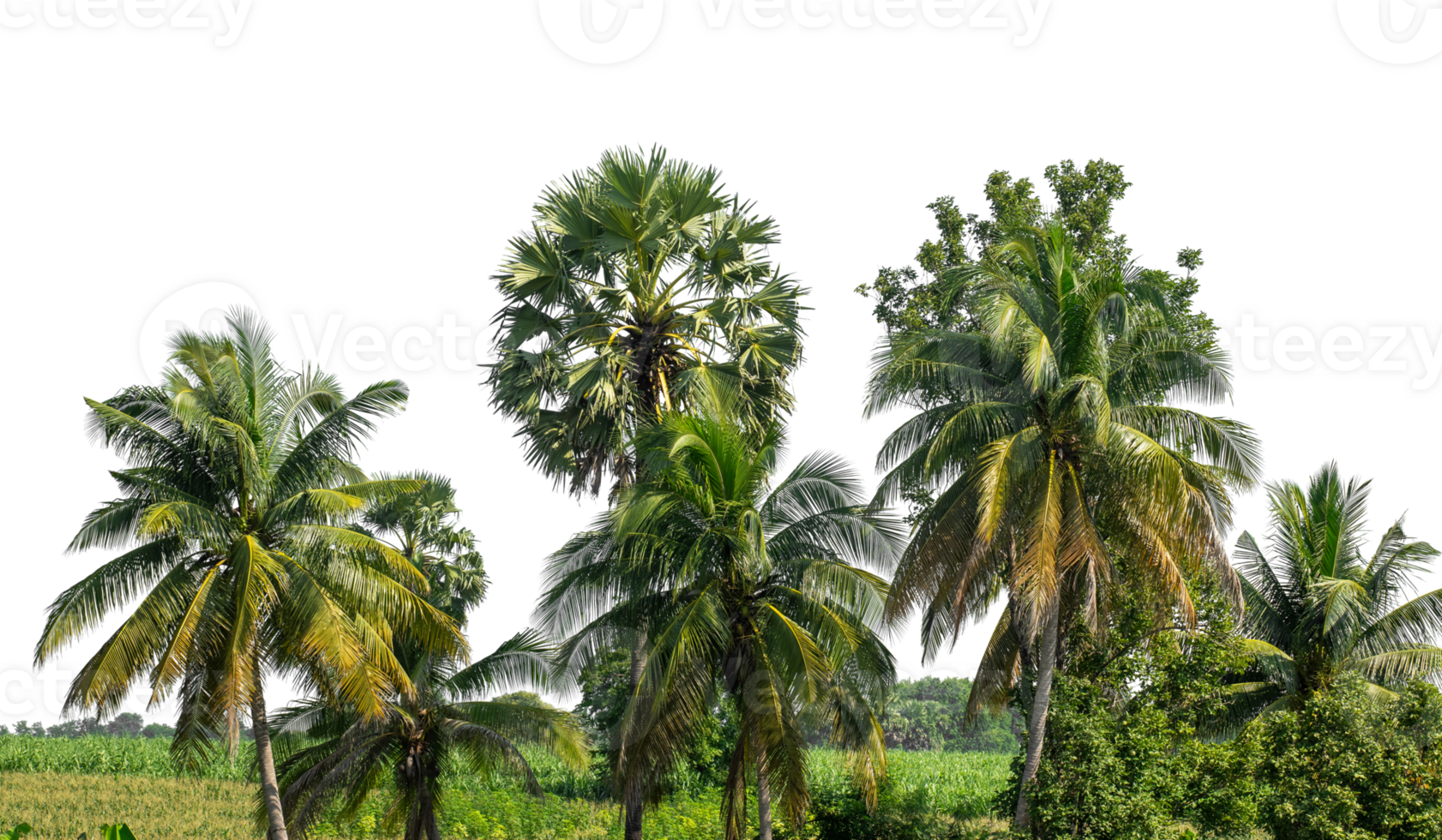 Coconut palm trees in summer on transparent background, high resolution png