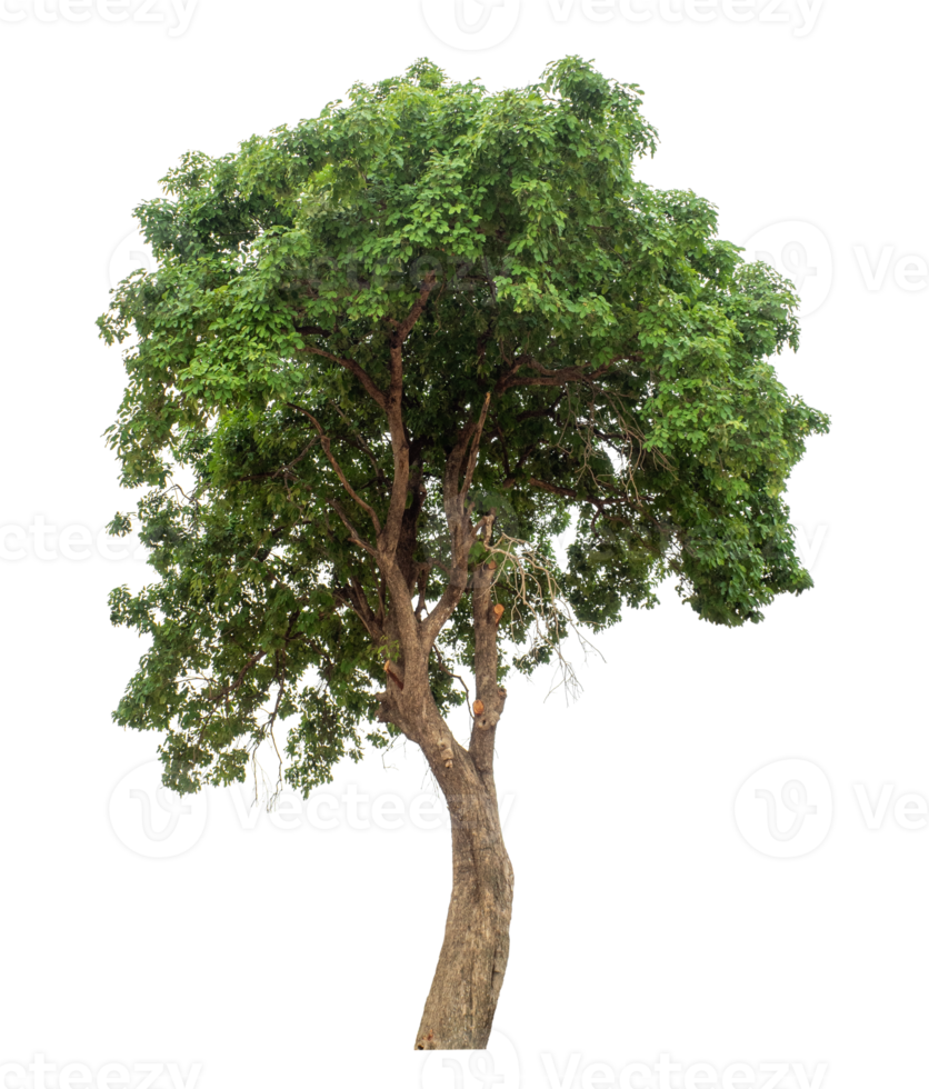 Green tree isolated on transparent background. Forest and foliage in summer. high resolution. png