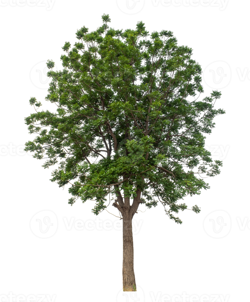 Green tree isolated on transparent background. Forest and foliage in summer, high resolution. png