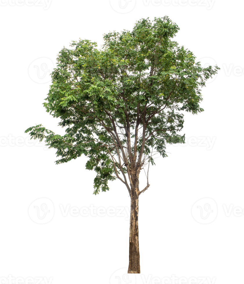 tree isolated on transparent background. Forest and foliage in summer, high resolution png