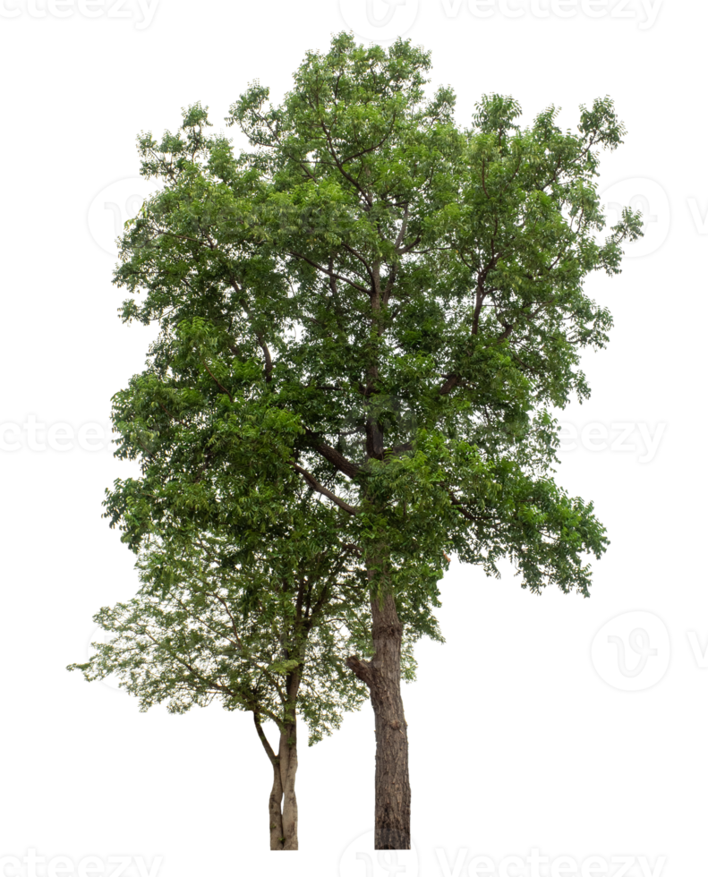 Green trees isolated on transparent background. Forest and foliage in summer, high resolution png