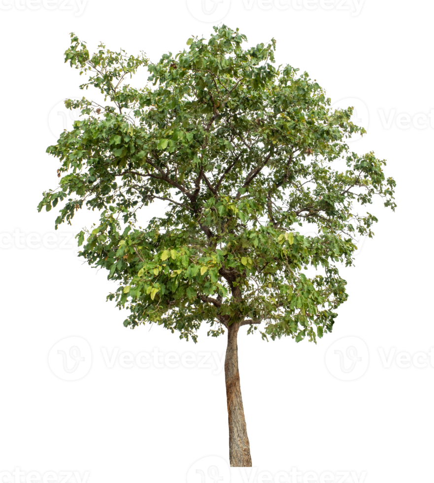 Isolated tree on transparent background, high resolution. png
