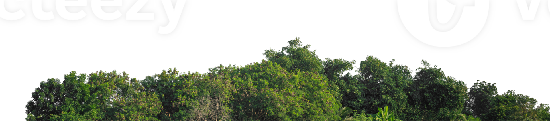 Green trees isolated are forest on transparent background, high resolution png