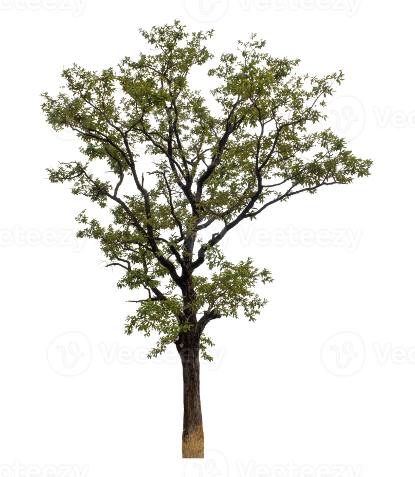 Isolated tree on transparent background, tropical trees high resolution. png