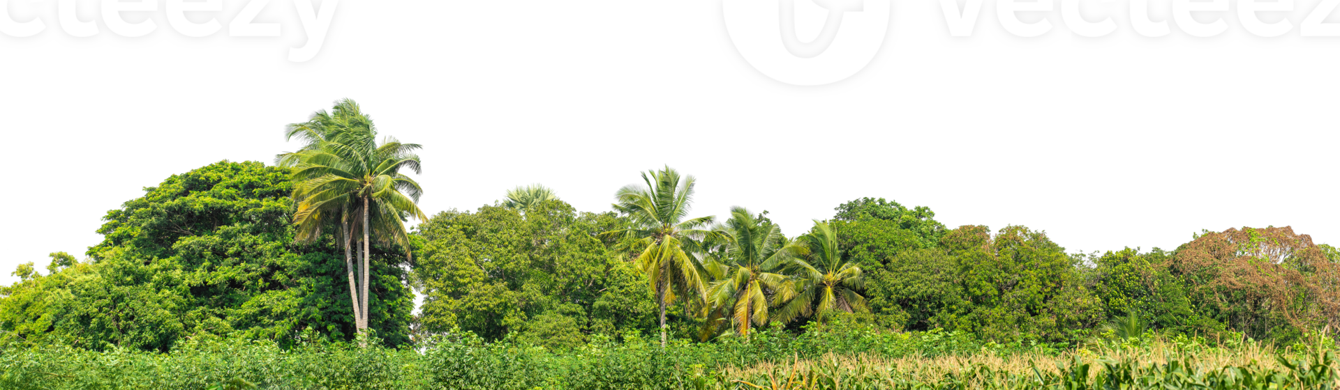 Green trees isolated are forest on transparent background. png