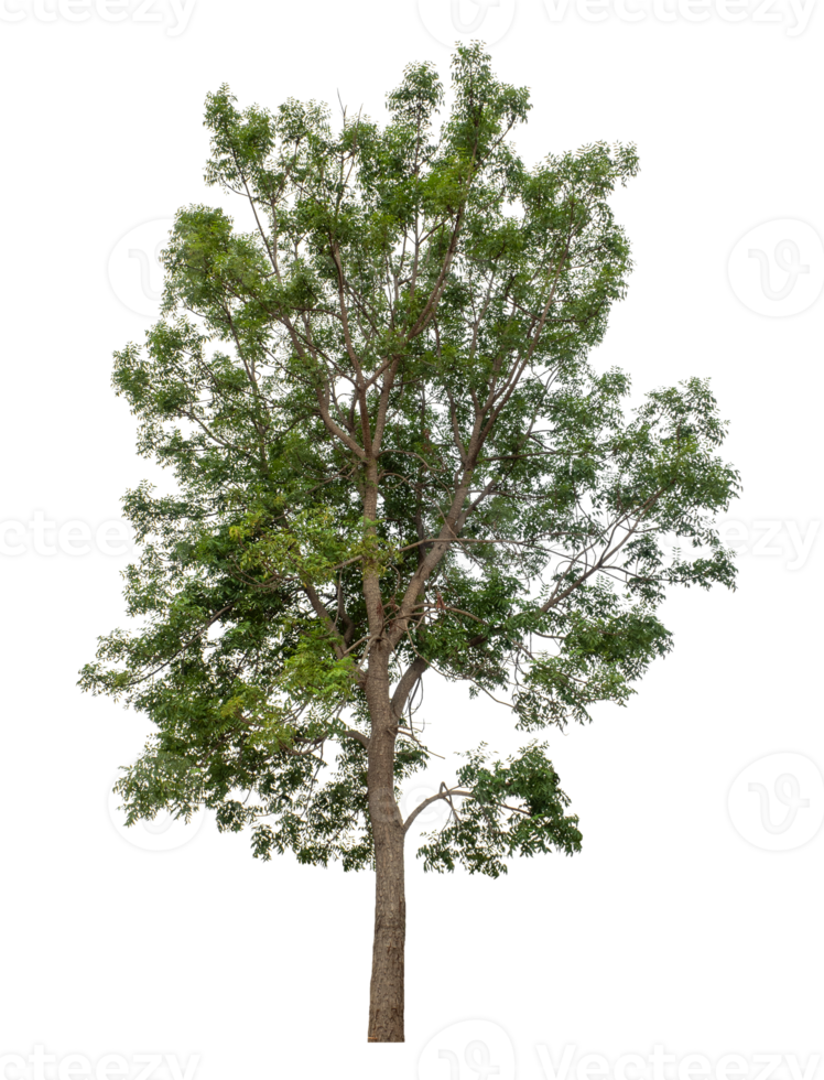 Isolated tree on transparent background, real tree green leaf, high resolution. png
