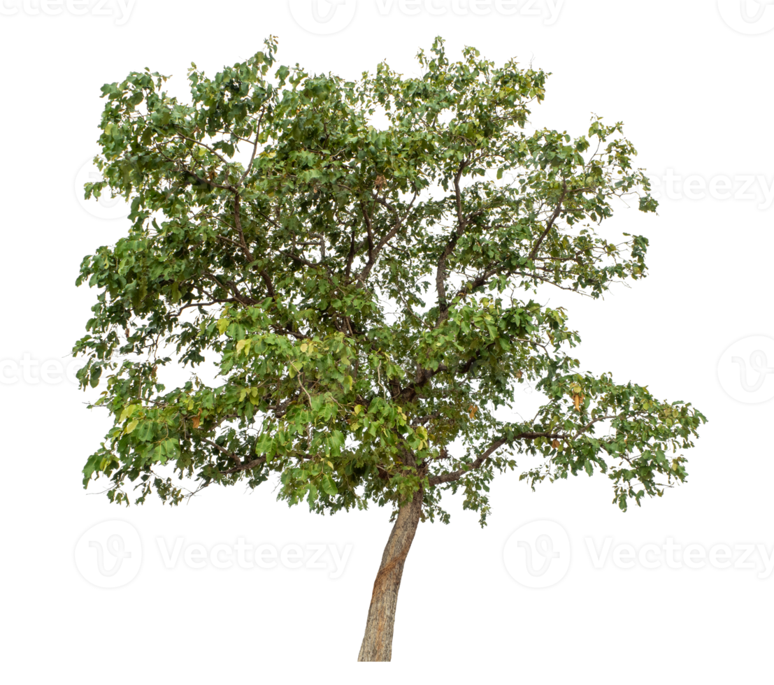Trees isolated on transparent background, tropical trees high resolution. png