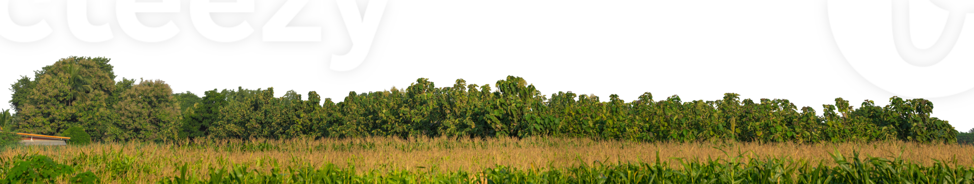 Trees isolated are forest on transparent background.Forest and foliage in summer with cut path and alpha channel. png