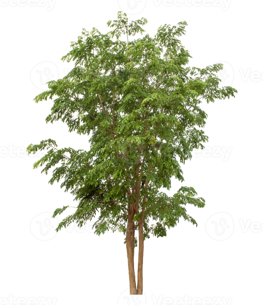 green tree isolated on transparent background, high resolution png
