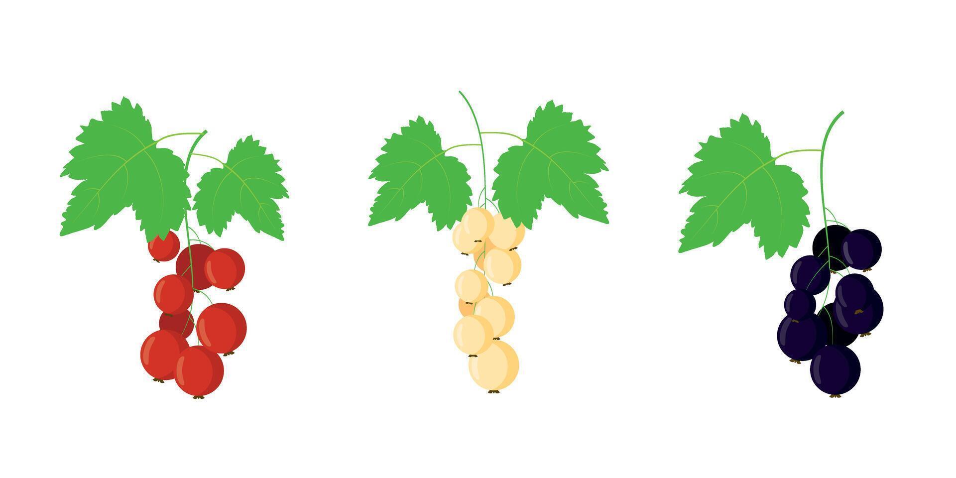 Bunch of black red white currant. Fresh ripe berry fruit. Summer garden harvest. Healthy vegan organic vitamin food. Tea jam dessert ingredient. Element for design vector