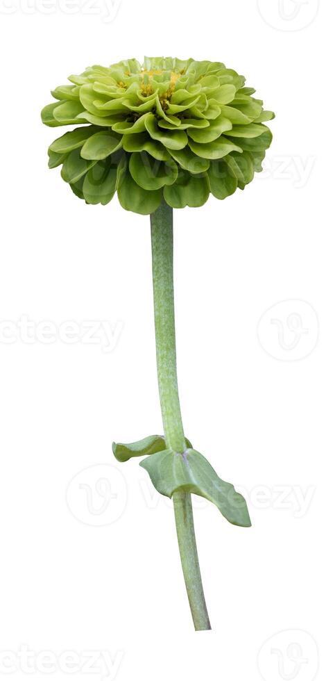 Isolated green zinnia flower with stem cut out on white background for summer season and graphic design concept photo