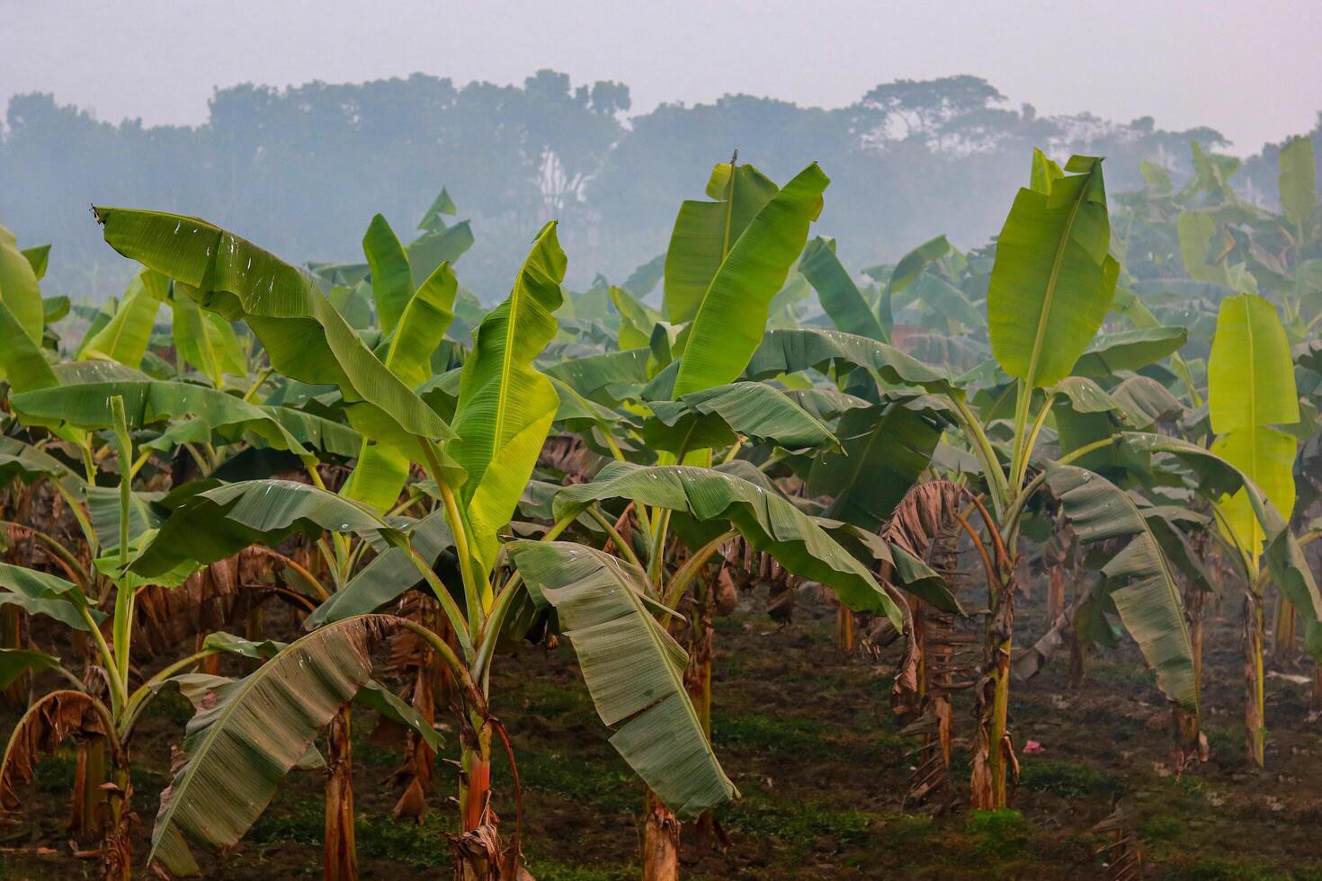 Banana plantation in the morning at Jashore, Khulna, Bangladesh photo