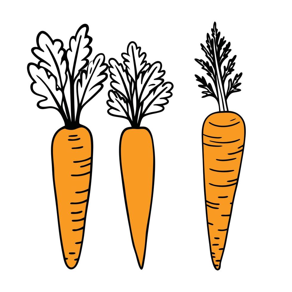 The ripe Healthy carrot single icon art design. vector