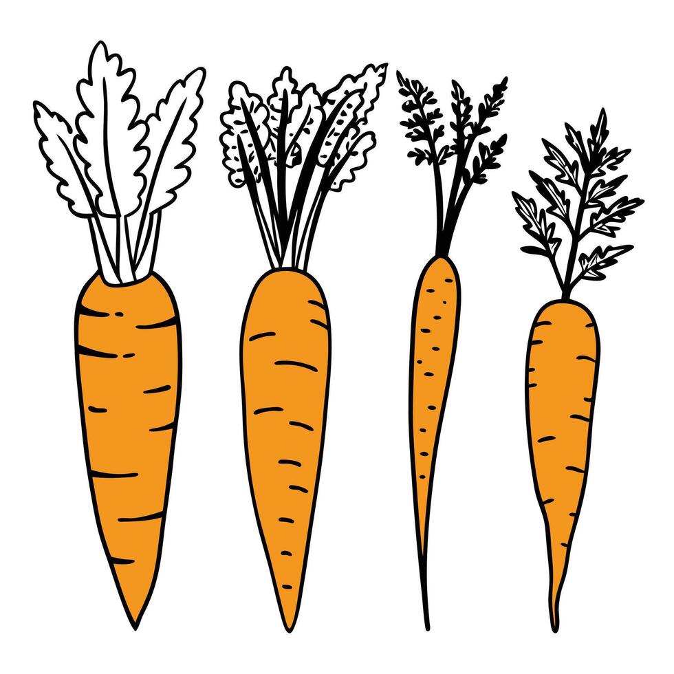Full ripe Healthy carrot single icon art design. vector