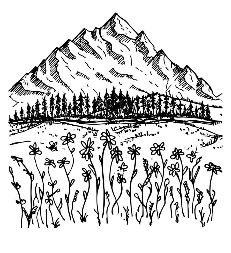 Mountains, hills and meadows, spruces, forest and flowers. Sketch beatiful landscape. Spring mountain landscape vector