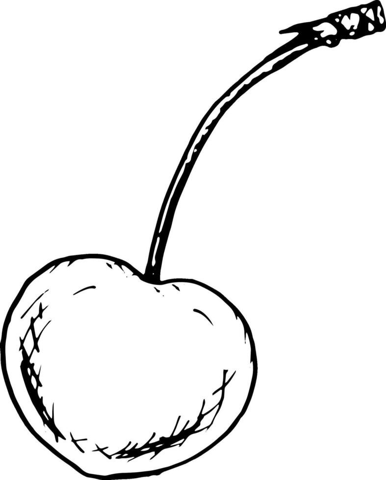 Elegant ink sketch of a single cherry with a stem, drawn in black and white style. Perfect for recipe designs, food labels, packaging, and decorative elements for cards, prints, and creative projects vector