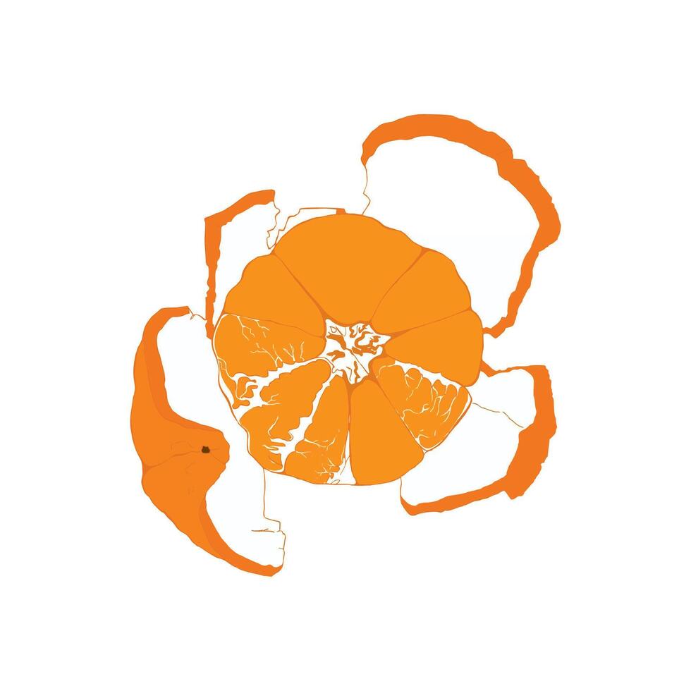 peeled tangerine on a plate vector