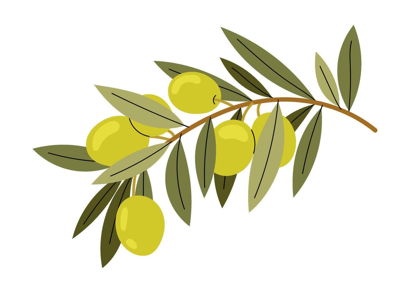 Olive tree. Green olives on branch. Natural ingredient for mediterranean cuisine. Fresh and ripe olives illustration. Healthy and vegetarian food. vector