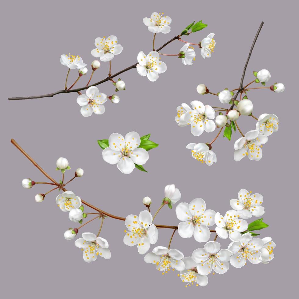 Blossoming tree branches. Spring flowers vector