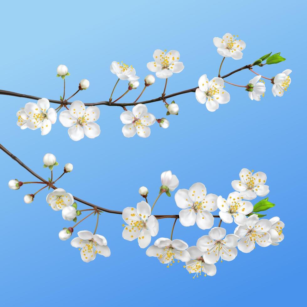 Blooming branch. Spring flowers vector