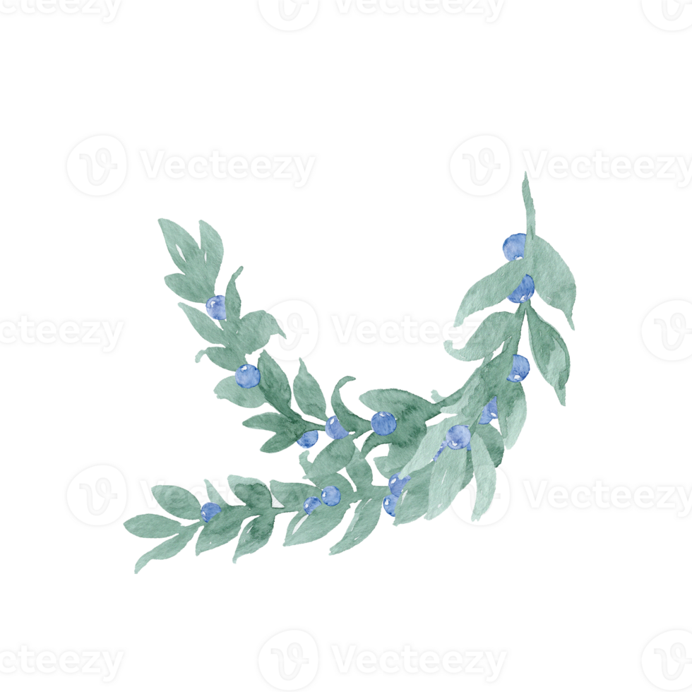 Watercolor hand drawing unpretentious twig of green leaves like laurel with berries, ribbon and bow Branch with berries. Sprout with leaves and berries. Greenery and berries. Hand drawn leaves png