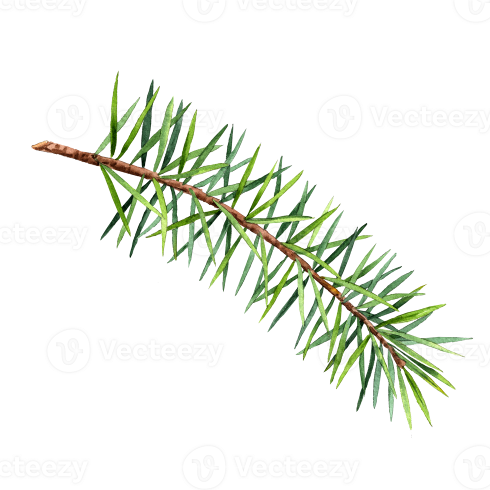Simple spruce branch of watercolor png